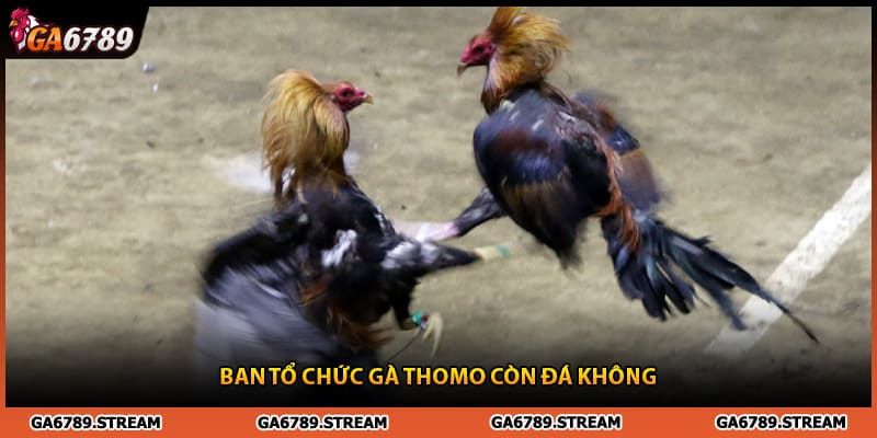 Ban tổ chức gà Thomo còn đá không