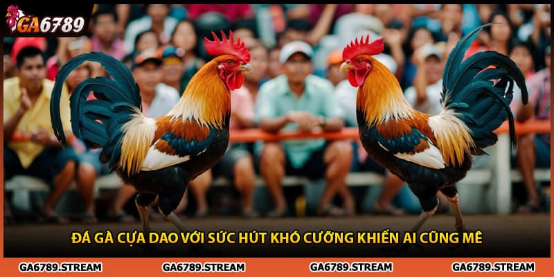 Đá Gà Cựa Dao Ga6789 Với Sức Hút Khó Cưỡng Khiến Ai Cũng Mê