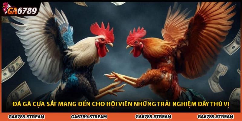 Đá gà cựa sắt mang đến cho hội viên những trải nghiệm đầy thú vị