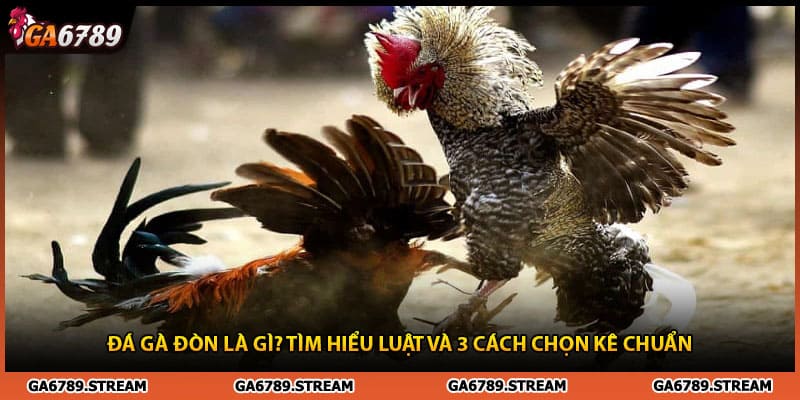 Đá Gà Đòn Là Gì? Tìm Hiểu Luật Và 3 Cách Chọn Kê Chuẩn