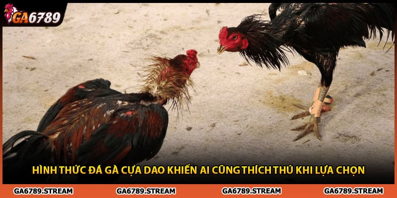 Hình thức đá gà cựa dao khiến ai cũng thích thú khi lựa chọn