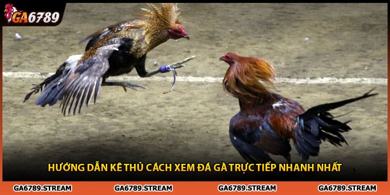 Hướng dẫn kê thủ cách xem đá gà trực tiếp Thomo C3 nhanh nhất