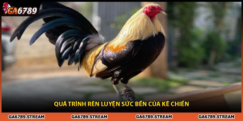 Mẹo chăm sóc gà chiến kê và cách rèn luyện sức bền