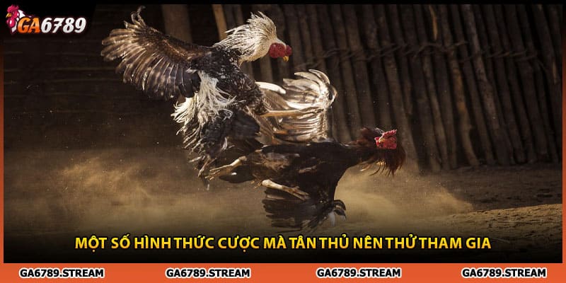 Một số hình thức cược đá gà tre tân thủ nên thử tham gia