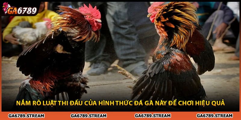 Nắm rõ luật thi đấu của hình thức đá gà tre để chơi hiệu quả