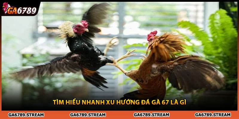 Tìm hiểu nhanh xu hướng đá gà 67 là gì