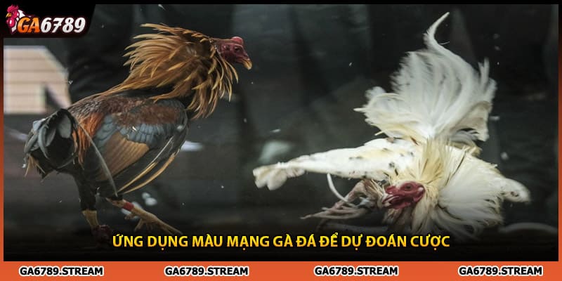 Ứng dụng màu mạng gà đá để dự đoán cược