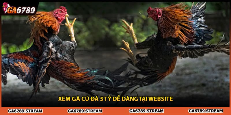 Xem gà cú đá 5 tỷ dễ dàng tại website